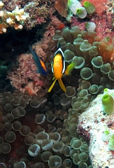 Velidhu - 2013_03_10 - IMG_0424rf_Poisson clown de Clark - Amphiprion clarkii_Kuda faru_Plongee